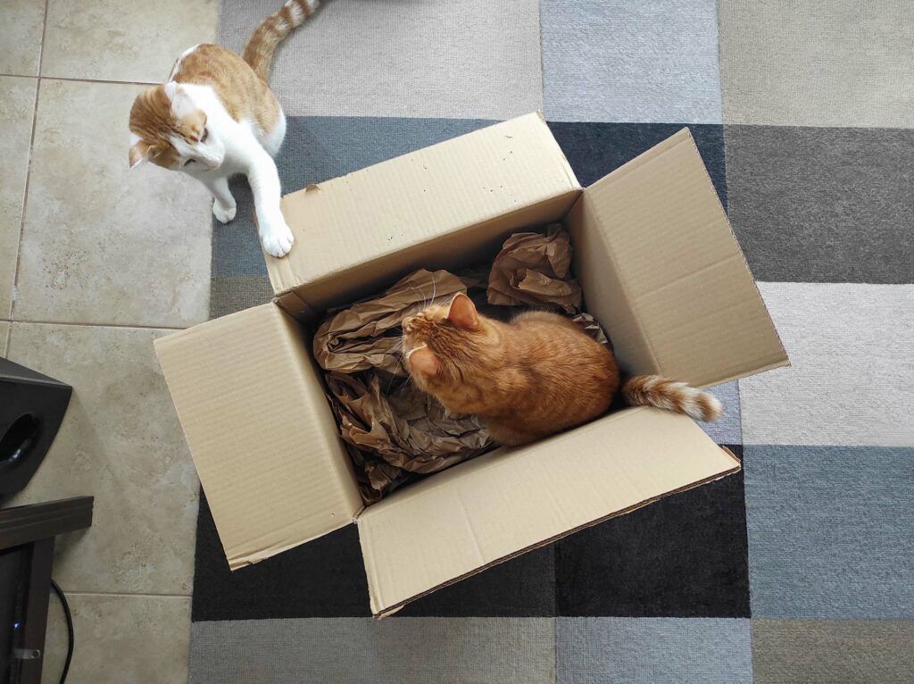 como hacer una mudanza con gatos