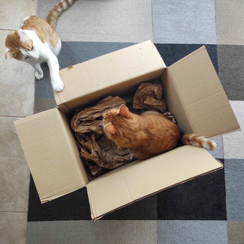5 consejos para hacer una mudanza con gatos